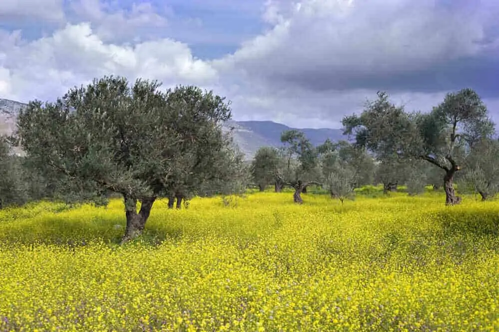 ancient olive grove in the Galilee, Israel